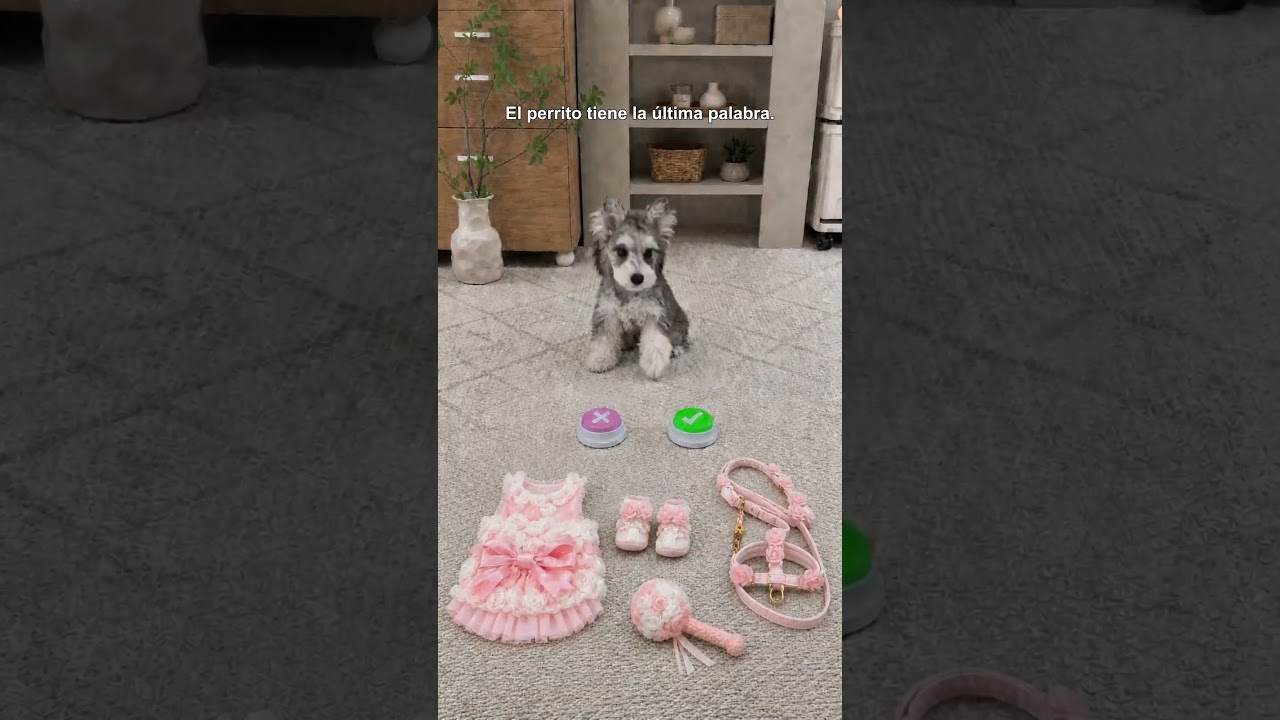 El perrito tiene la ultima palabra.#puppy #perros   #cute #dogs #miradacanina
