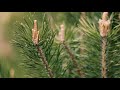 Футаж — Весенняя ветка сосны. Футажи (footage) красивая природа [FullHD]
