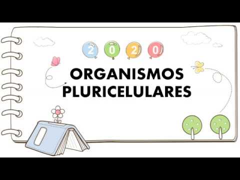 ORGANISMOS PLURICELULARES