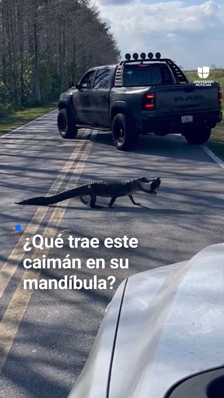 ¿Qué trae este caimán en su mandíbula?