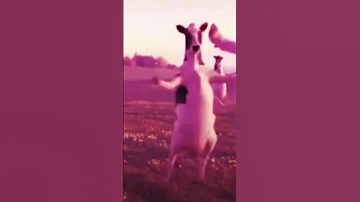 رقاوي راوي راوي رقية 