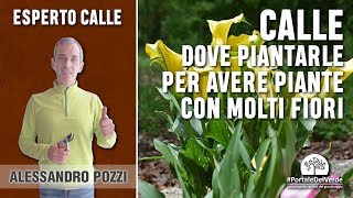 Dove bisogna piantare le calle per avere delle piante con molti fiori? Resimi