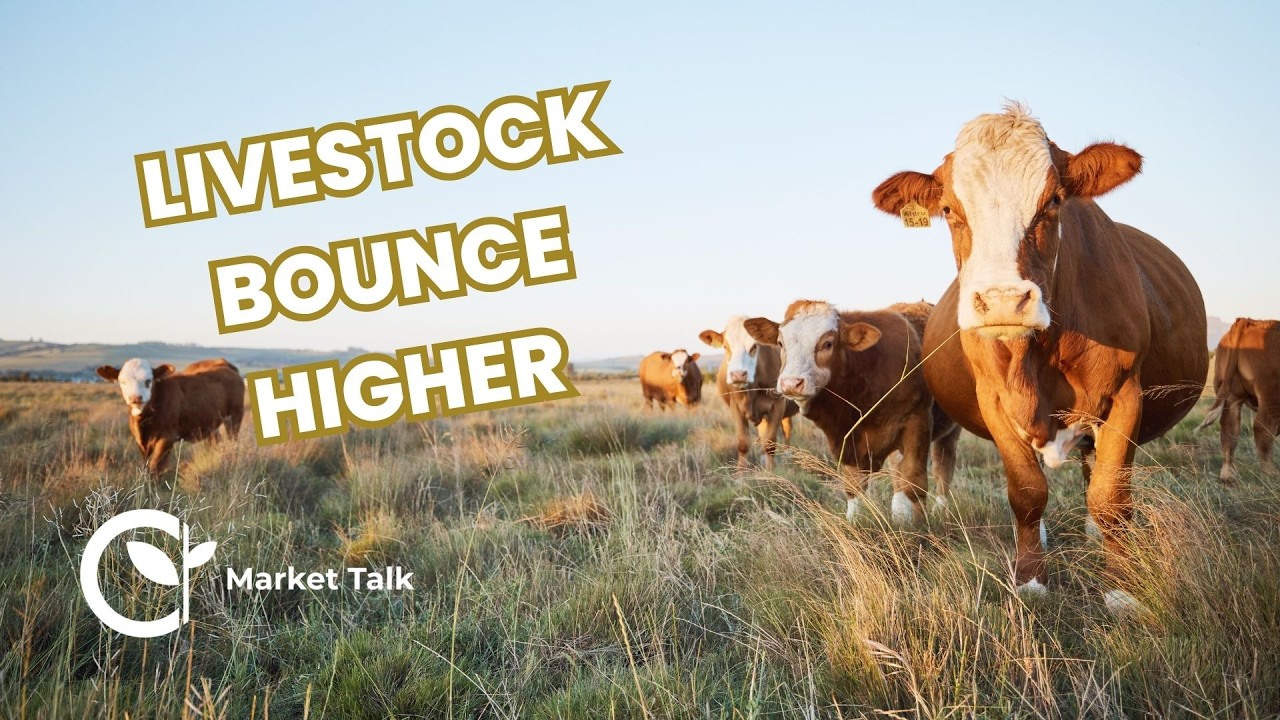 Cattle and Hog Markets Bounce to Close August