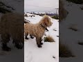 GEISERS EN ARGENTINA, a tan solo 30 km de Varvarco, Neuquen