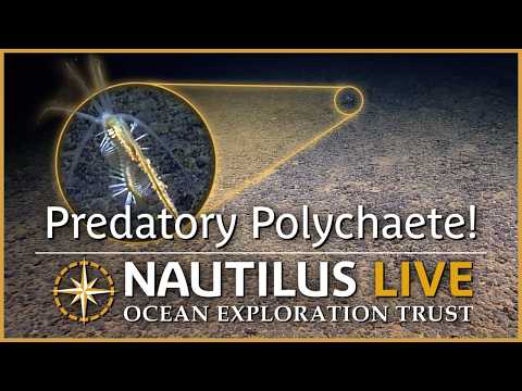Predatory Polychaete Snacks at Seafloor