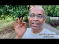 Bhajore Manuva Sadguru Deva - Hamir Kalyani Sai Bhajan During Yard Work