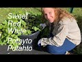 Potayto potahto sweet potato red potato white potato harvest