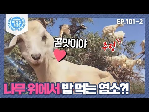 [비정상회담][101-2] <strong>나무</strong> 위에서 <strong>밥</strong> 먹는 염소?! 높은 곳에서 먹어야 꿀맛이라는⊙_⊙♥ (Abnormal Summit)