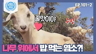 [Abnormal Summit][101-2] Goats eating in trees! Apparently, they taste better when they're up hi...
