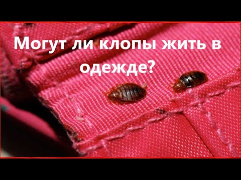 Видео: Где прячутся клопы в одежде?