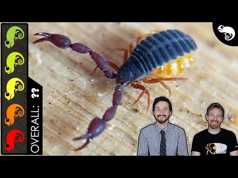 Pseudoscorpion, The Best Pet Invertebrate?