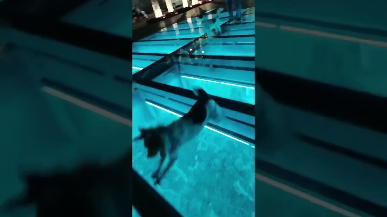 Giggles Guaranteed Animal Fails! #AnimalLovers #MustWatch #FunniestPets