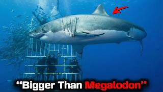 Download Lagu Cage Cameras Captured A Shark Twice The Normal Size And The Crew Feared It Was A Prehistoric Monster MP3