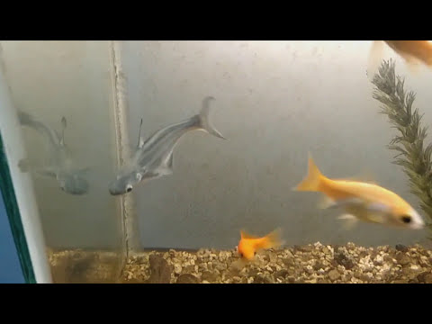 Video: Pagpapanatili Ng Aquarium Pangasius