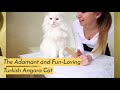 The Adamant and Fun Loving Turkish Angora Cat の動画、YouTube動画。