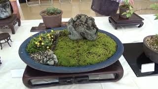 小松泉　秋静庵　小品盆栽　山野草 Yahoo!オークション - 「小松泉」盆栽用具 (盆栽) の落札相場・落札価格