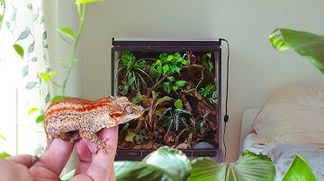 Bioactive Gecko Vivarium STEP BY STEP ecosystem