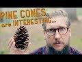 I never knew this about PINE CONES...