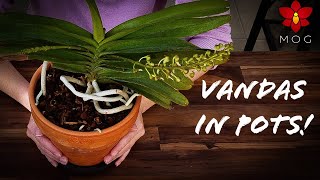 Growing Vanda Orchids in Pots - Thoughts and Repotting