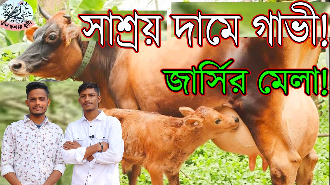 রমজান উপলক্ষে জোড়া গাভী কিনলে সারা বাংলাদেশে গাড়ি ভাড়া ফ্রি।১৩০এ ১৩ লিটার!১৮৫তে১৮লিটার দুধের গাভী