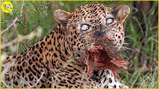 20 Bad Moments Leopards Get Injured While Picking The Wrong Prey, What Happens Next? by The Horse  4,848 views 1 month ago 11 minutes, 34 seconds