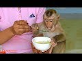 Favorite Food!! Baby Monkey Kako So Much Enjoy Cambodia Noodles