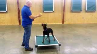 Doberman Female 'Stella' Obedience Fun Personal Protection Family Security @protectiondogsalesPDS by Protection Dog Sales 217 views 4 days ago 1 minute, 38 seconds