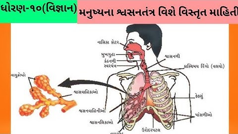 Std-10 | Science | Chapter 6 | જૈવિક ક્રિયાઓ | મનુષ્યનું શ્વસનતંત્ર | Gurukrupa Academy