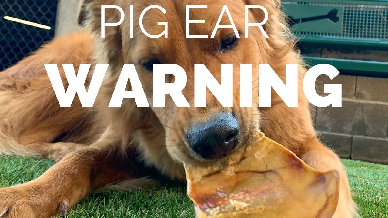 Are Dried Pig Trotters Good For Dogs?