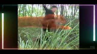 MENTAHAN MANUSIA HARIMAU EPISODE 53||DJ CINTA YANG TULUS