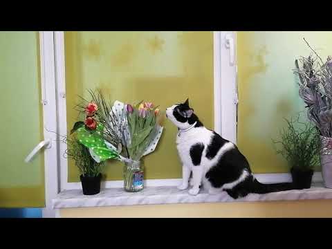 How my funny cat, țupi react when sniff my Roses and tulips