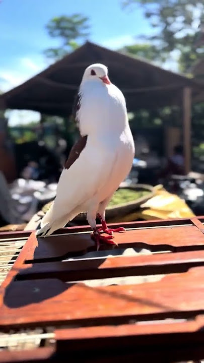 viral tiktok dove #pigeon #pigeonlaver #dove #viraltiktok #viralshorts