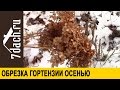 Обрезка древовидной гортензии осенью - 7 дач