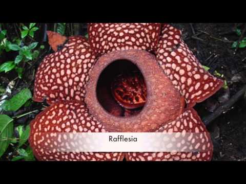 Tropical Rainforest Biome Plants Video (Seisen 3rd Grade)