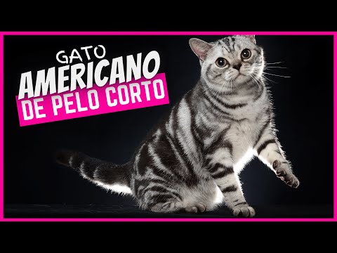 Vídeo: Gato Americano De Pelo Corto