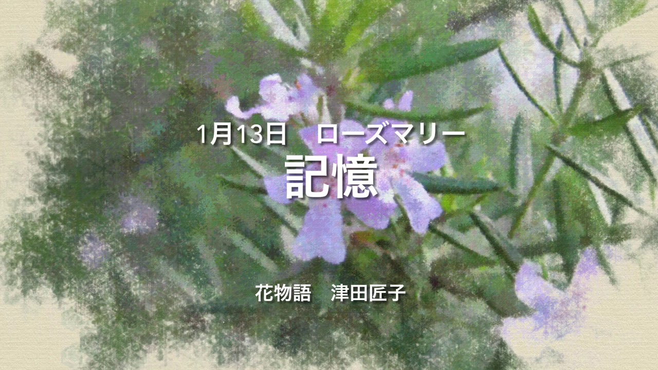 1月13日誕生花ローズマリー Youtube 1月13日誕生花ローズマリー Youtube