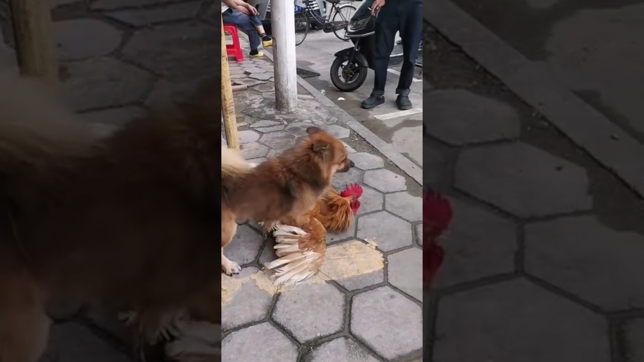 Chickens are not afraid of dogs 