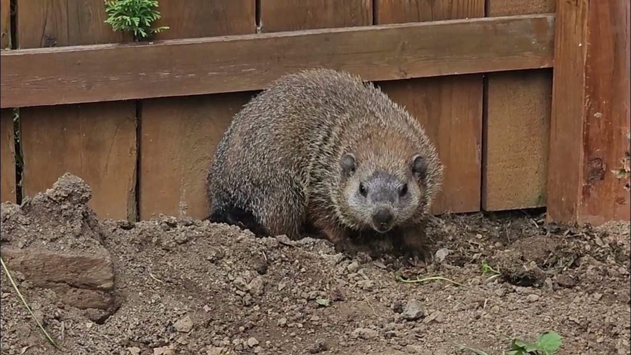 Groundhog Ended Up in a Corner and Digging a Hole under the Fence YouTube
