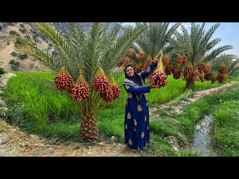 🌴🏔️ Amazing Date Harvest in the Zagros Mountains | Ismat’s Journey to a Lush Palm Grove 🌴🌿