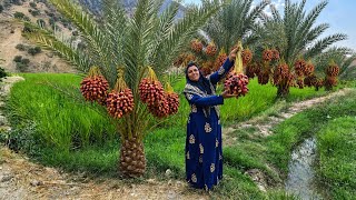 🌴🏔️ Amazing Date Harvest in the Zagros Mountains | Ismat’s Journey to a Lush Palm Grove 🌴🌿