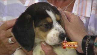The Wisconsin Humane Society