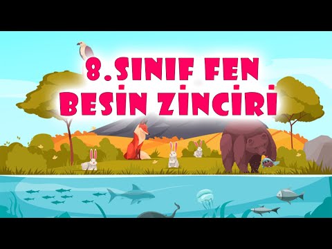 Besin Zinciri 8. Sınıf Fen Bilimleri