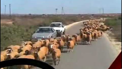 تلاوة شجية وقطيع غنم على مد البصر ما شاء الله لا قوة إلا بالله