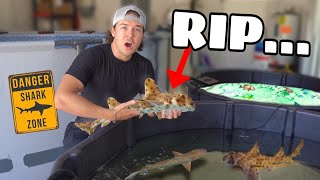 Adding HORN SHARK To SALTWATER POND Gone Wrong! + New French AngelFish!