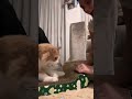 Funniest cat moment ever Try not to laugh Cat funny video compilation Cat funny video for kid