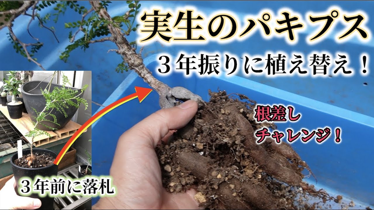 実生のパキプスを３年振りに植え替え！　〜かめぞー☆ちゃんねる　141クラッチ目〜