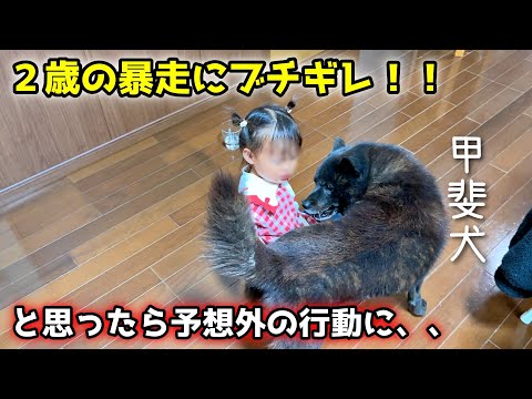 甲斐犬一休の教育的指導が優しすぎて笑いました