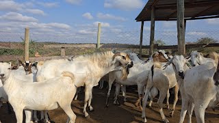 GALLA BUCK 90kgs DORPER RAM 100kgs