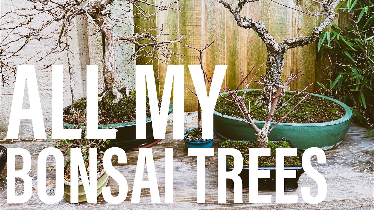 Bonsai Diary (EP2 25/1/2023) Current Bonsai Collection YouTube