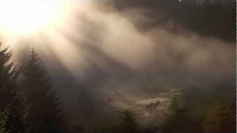 The Forest Boyz - Bi-Se I Mo Shuil